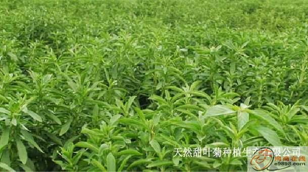 Stevia P. E.(Reb-A, Stevioside)