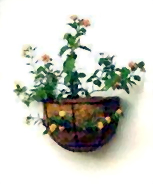 Garden Planting, Hanging Coir Basket