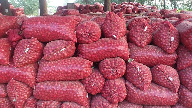 Natural Fresh Red Onions for Sale at Low Market Price