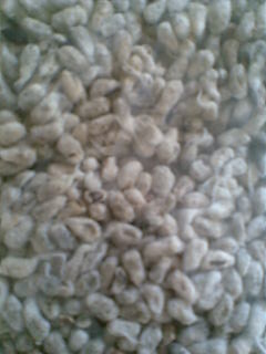 Cotton Seed