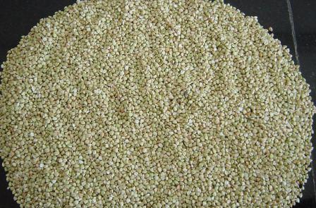 buckwheat kernel