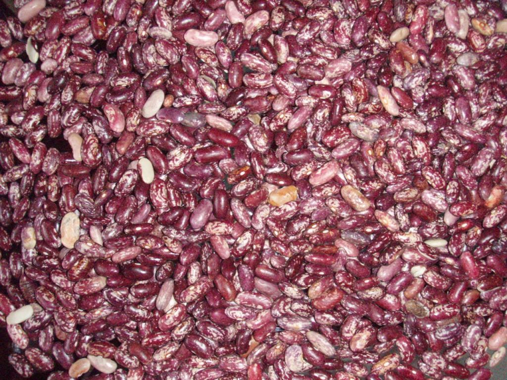 purple  speckled kidney beans