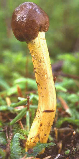 Cordyceps P.E