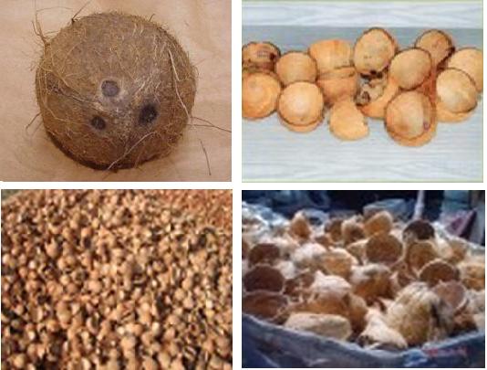 Coconut Shell Products