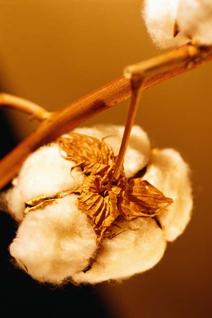 Indian Raw Cotton