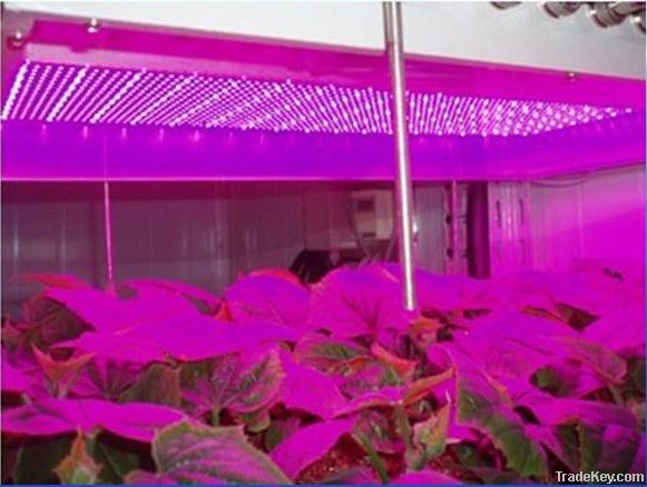 Plant Grow Lights