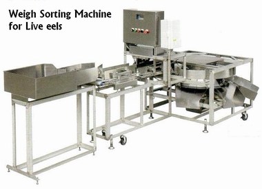 Marine sorting machine/Live eel sorting machine