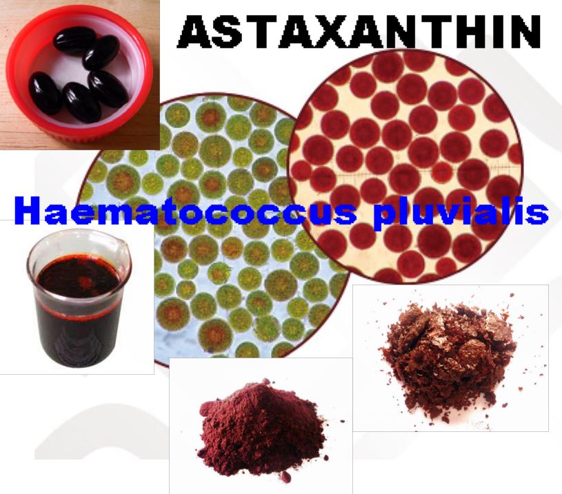 Haematococcus Pluvialis Extract