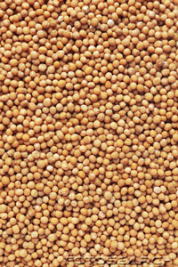 Yellow Mustard Seeds