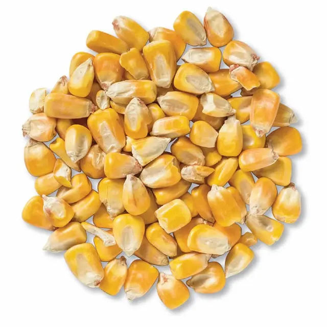 Top Grade Quality Yellow Corn And White Corn Maize Kernels Non-GMO