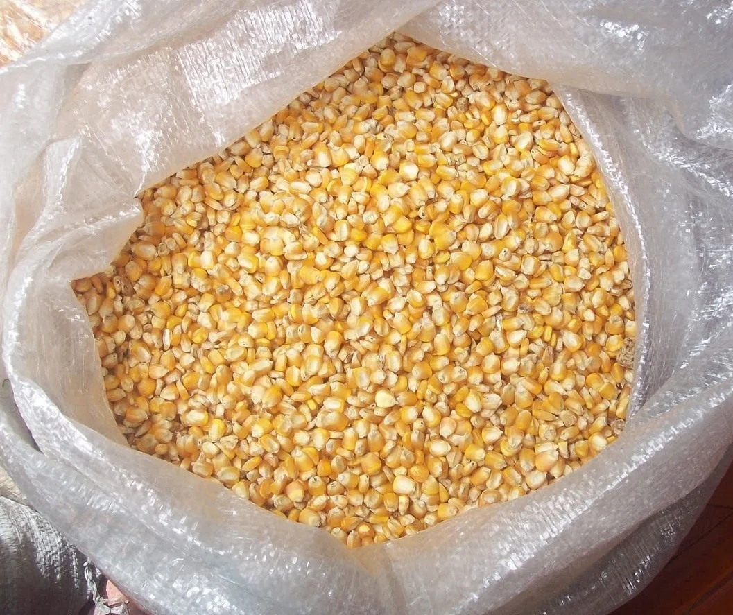 Top Grade Quality Yellow Corn And White Corn Maize Kernels Non-GMO