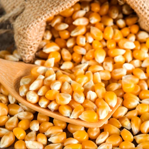 Top Grade Quality Yellow Corn And White Corn Maize Kernels Non-GMO