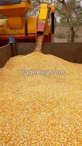 Top Grade Quality Yellow Corn And White Corn Maize Kernels Non-GMO