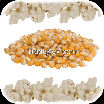 High Quality Yellow, Blue, Red, Rainbow Gourmet Mushroom and Butterfly Popcorn Kernels For Sale