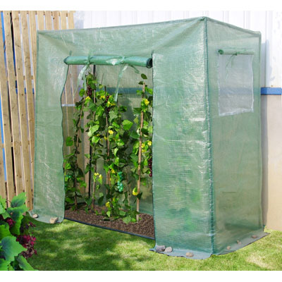 Tomato greenhouse