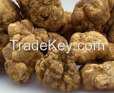 Fresh white truffles