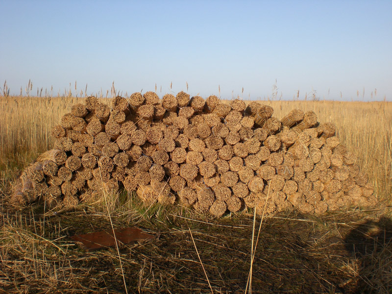 Water reed for roofing