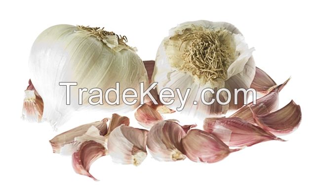 Oleoresin Garlic