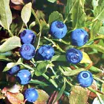 Bilberry Extract, European Bilberry extract, vaccinium myrtillus Extrac