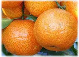 Chinese Orange