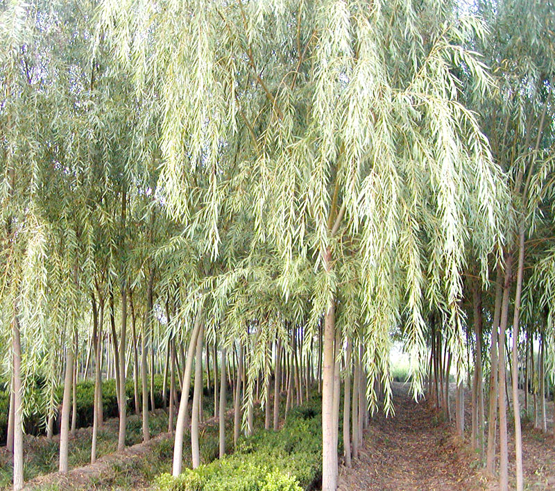 White Willow Bark *****