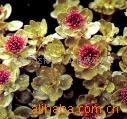 Rhodiola *****