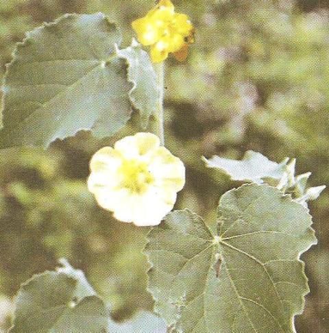 Indoneesiella echioides L, Family:ACANTHACEAE