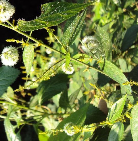 Medicinal Raw Herbs