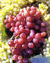 Grape Seed Extract