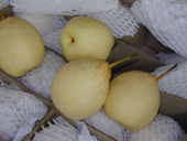 Ya-Pears