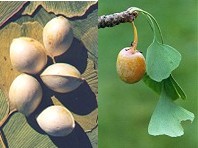 Ginkgo Biloba