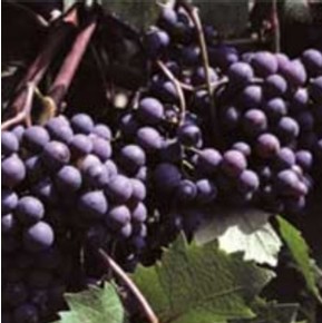 Grape Seed Extract