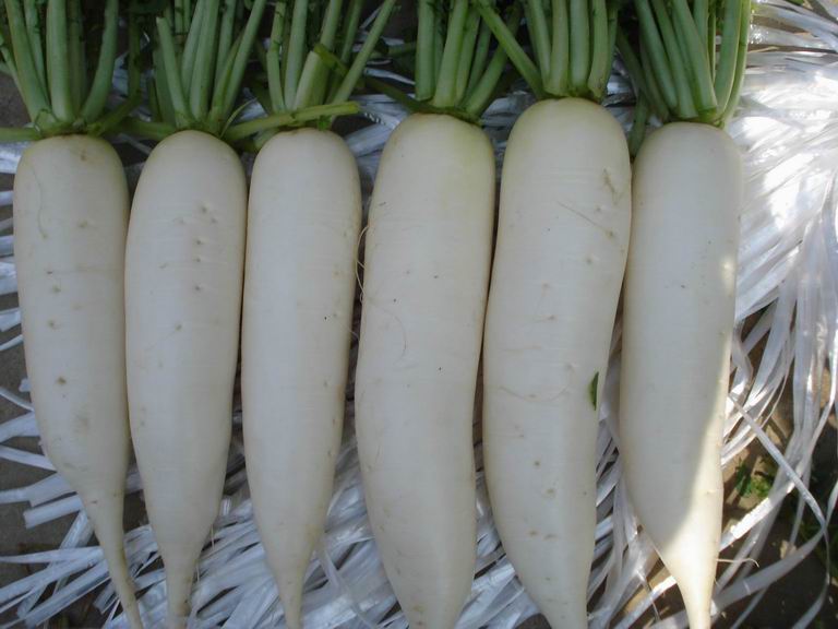 white radish