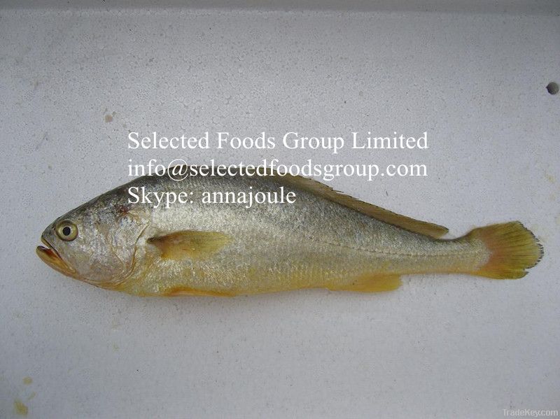 Frozen Yellow Croaker Fish