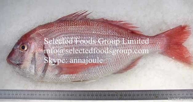 Frozen Red Sea Bream