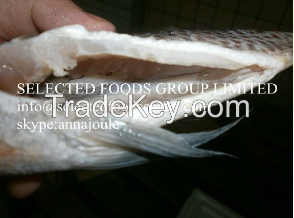 Frozen Tilapia