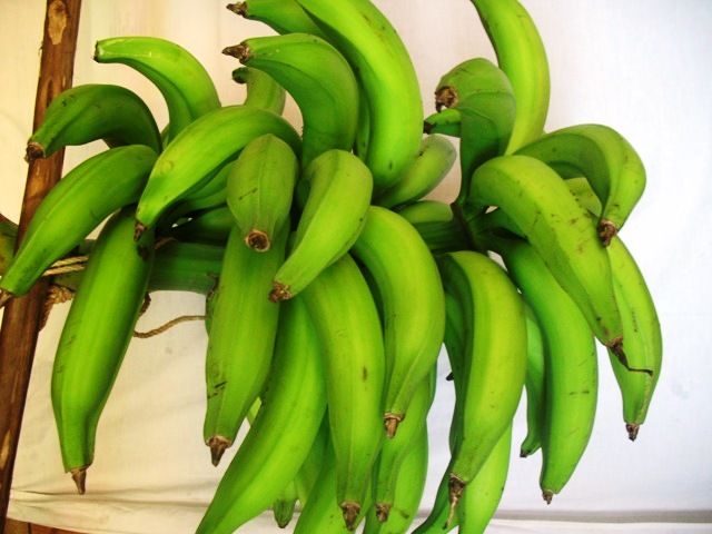 PLATANO HARTON (Green Plantains)