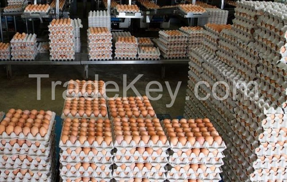 Fresh Farm Eggs, Broiler hatching eggs Ross 308 and Cobb 500 and Chicken Table Eggs