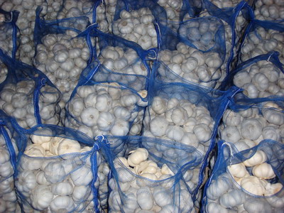 supply 2009 fresh garlic