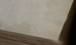 sell   poplar  plywood