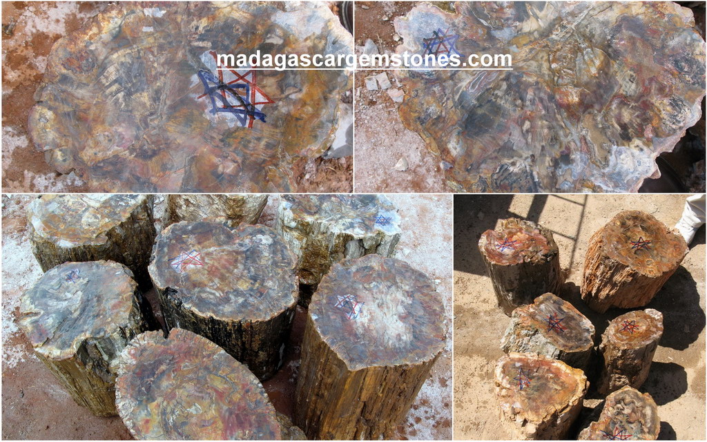 Top Quality Petrified Wood, One Side Polished