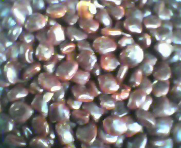 tamarind seeds