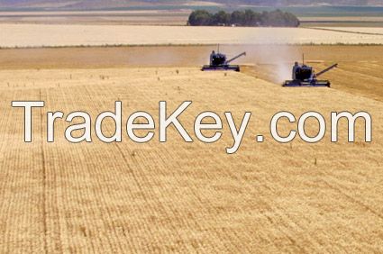 Durum Wheat