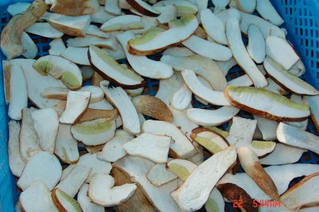 Boletus Edulis-slice