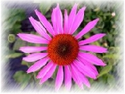 Echinacea *****