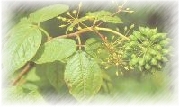 Siberian Ginseng *****