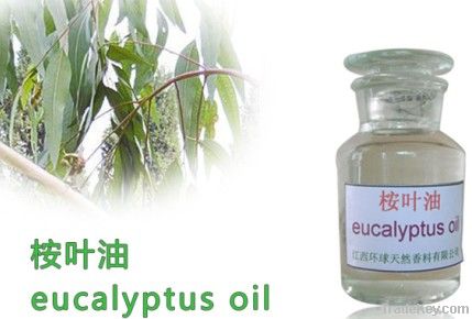 Organic Eucalyptus Oil, Eucalyptus essential oil, Pure eucalyptus Oil