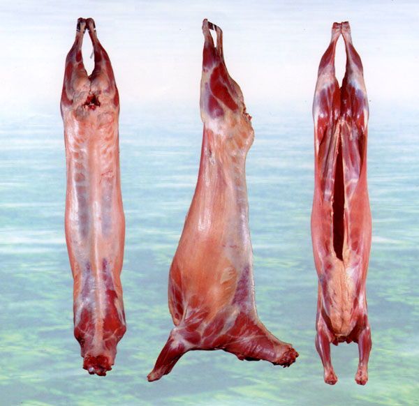 Lamb Meat carcass