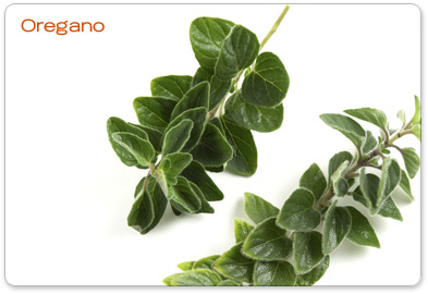 Oregano