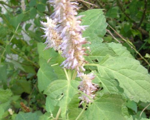 Herb seeds - Korean Mint, Blue Licorice, Purple Giant Hyssop, Huo xiang, Indian Mint, Patchouli Herb, Wrinkled Giant Hyssop - Agastache rugosa